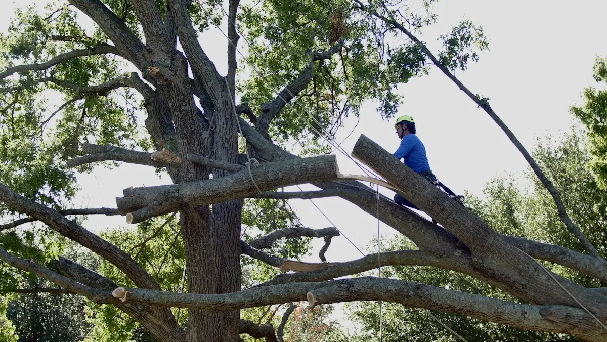 Professional Crown Thinning performed by certified arborists in Westfir